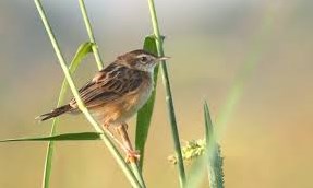 Chiền chiện bay lên (Bài đọc hiểu tiếng Việt lớp 4 - đề số 20)